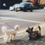 How Can You Master Canine Scent Work Effectively?